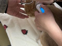 -格蕾宠物医院24H·猫科·肿瘤科·骨科中心(福州总院)