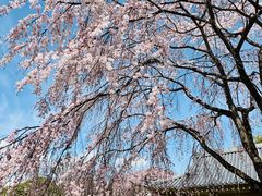 -醍醐寺