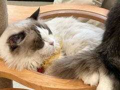 -共舞时光猫咖·狗咖(新街口店)