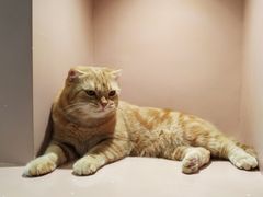 -猫儿山۰猫主题餐厅