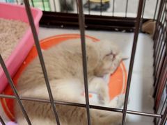 -1013 PET SHOP精品宠物商店(丁香店)