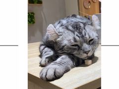 -藏猫猫咖啡主题馆(中央大道店)