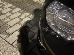 -碧江金楼