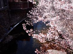 -老张烤羊(王哥庄店)