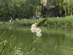 -绵阳人民公园(涪城区)