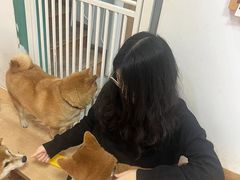 -是阿柴呀！柴犬咖啡·爱喵喵猫咖