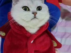 -喵zoo家庭繁育猫舍(尖东智能花园店)