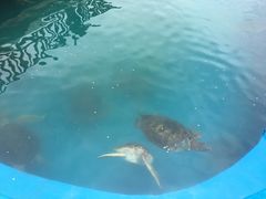 -广东惠东海龟国家级自然保护区