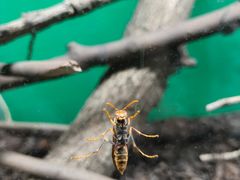 -上海大自然野生昆虫馆(东方明珠·爬宠昆虫探索中心)