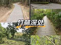 -大屏嶂森林公园