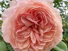 -胡安之家烤肉馆