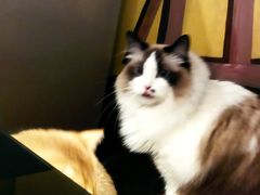 -咖法森林·咖啡  酒吧(天河店)