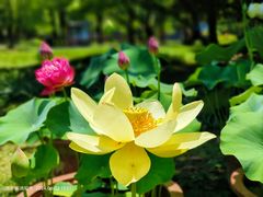 -洛阳市隋唐城遗址植物园