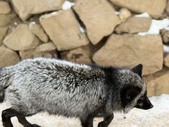 -宫城藏王狐狸村