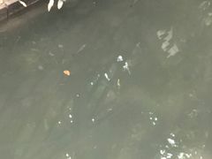 -小洲村