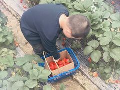 -小鱼草莓采摘园农家乐·小鱼餐厅