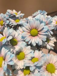 -MIDA蜜哒•科技逆龄美肤连锁