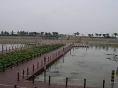 -泗洪洪泽湖湿地景区