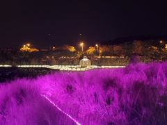 -大塘金香草谷