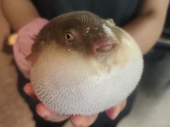 气鼓鼓的河豚-永安鱼庄·镇江菜(东吴路店)