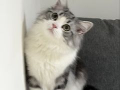 -瑞派康怡24h宠物医院·犬猫医疗中心·微创绝育(瑞景分院)