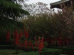 -西安青龙寺遗址景区
