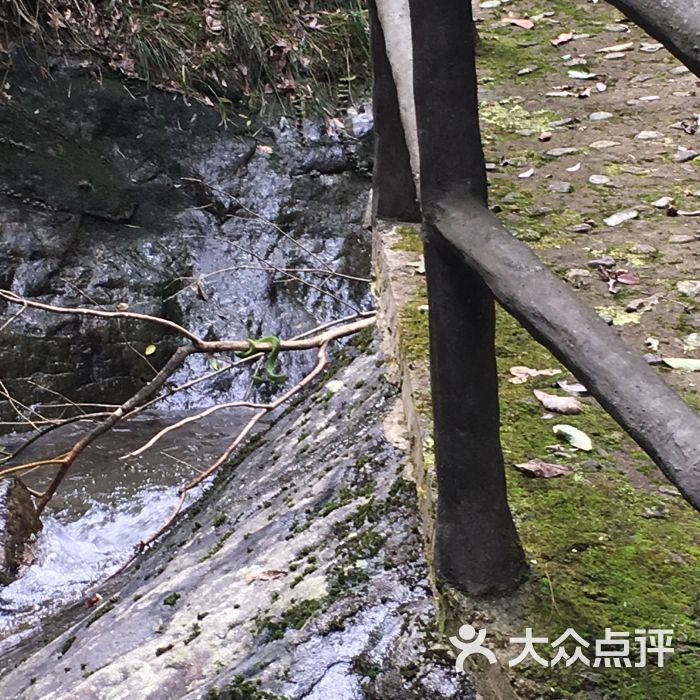 水竹湾森林公园-图片-浦江县周边游-大众点评网