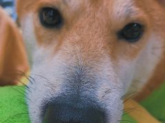-逗柴咖啡屋·狗咖猫咖宠物桌游