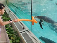 -帝企鹅自助餐厅•儿童岛•真企鹅(长隆企鹅酒店)