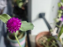-夏朵花园(复兴西路店)