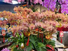 -溪岸路花鸟市场