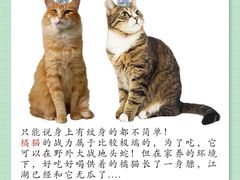 -翊宠yipet猫狗购宠庄园