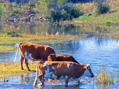 -塞罕坝国家级自然保护区