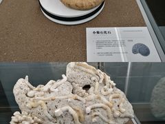 -天津古林古海岸遗迹博物馆