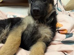 -心仪动物医院·牙专科·肿瘤·心脏科(西客站院)