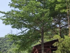 -阳台山森林公园