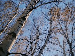 -乌兰布统景区-白桦林