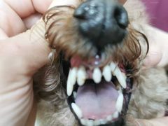 -宠福鑫康馨动物医院·骨科·眼科