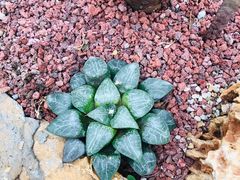 -南通洲际绿博园