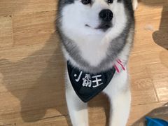 -Husky Go! 哈士奇体验馆·宠物咖啡厅狗咖