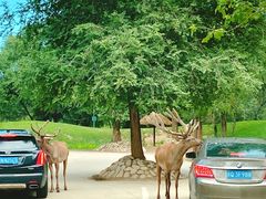 -北京野生动物园