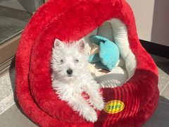 -翊宠yipet猫狗购宠庄园犬舍•猫舍