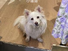 -芭比堂动物医院·心脏专科·夜诊·吉雅分院