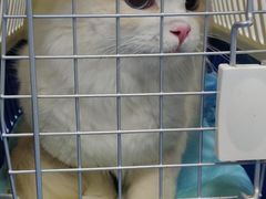 -爱诺耐芙动物医院(万博店)