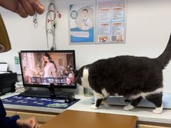 -天使宠物医院·犬猫分诊(彩虹店)