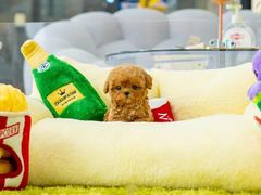-萌宠之家·腊肠犬·马尔泰·小体犬舍