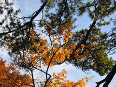 -洛阳白云山景区