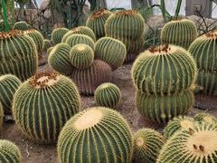 -北京植物园-展览温室