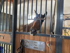 -北京群众马术培训基地