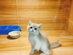 -猫十亿·布偶金渐层·曼基康矮脚猫舍(青年路店)